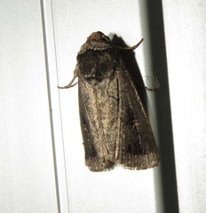 Proteuxoa restituta