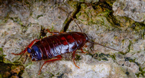 Virginia Wood Cockroach photo 3