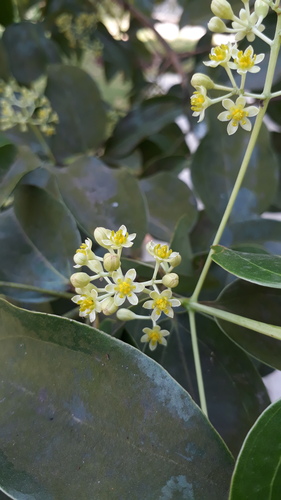 Cinnamomum verum