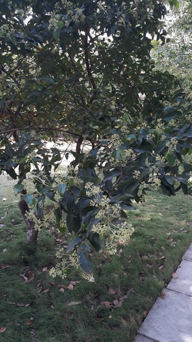 Cinnamomum verum