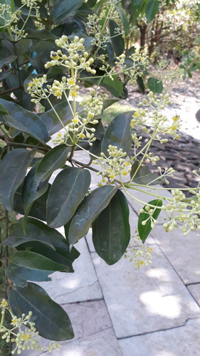 Cinnamomum verum