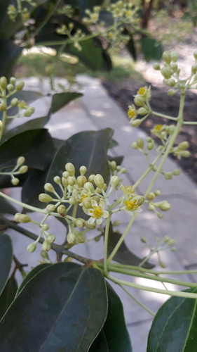 Cinnamomum verum