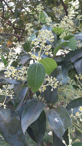 Cinnamomum verum