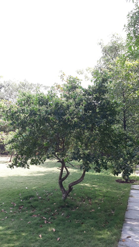 Cinnamomum verum