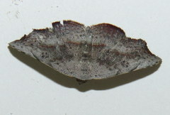 Laspeyria concavata