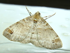 Syneora hemeropa