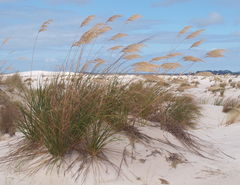 Austroderia splendens
