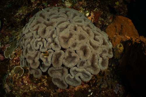 Lobophyllia robusta observed 2024-03-22