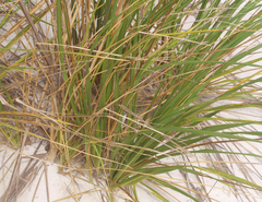 Austroderia splendens