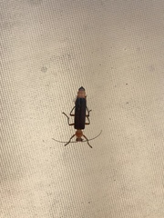 Pacificanthia consors