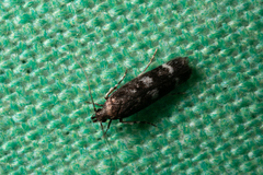 Gelechiini