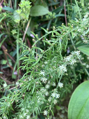 Asparagus cochinchinensis (Asparagus cochinchinensis)