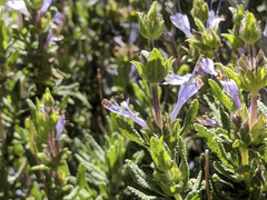 Salvia eremostachya