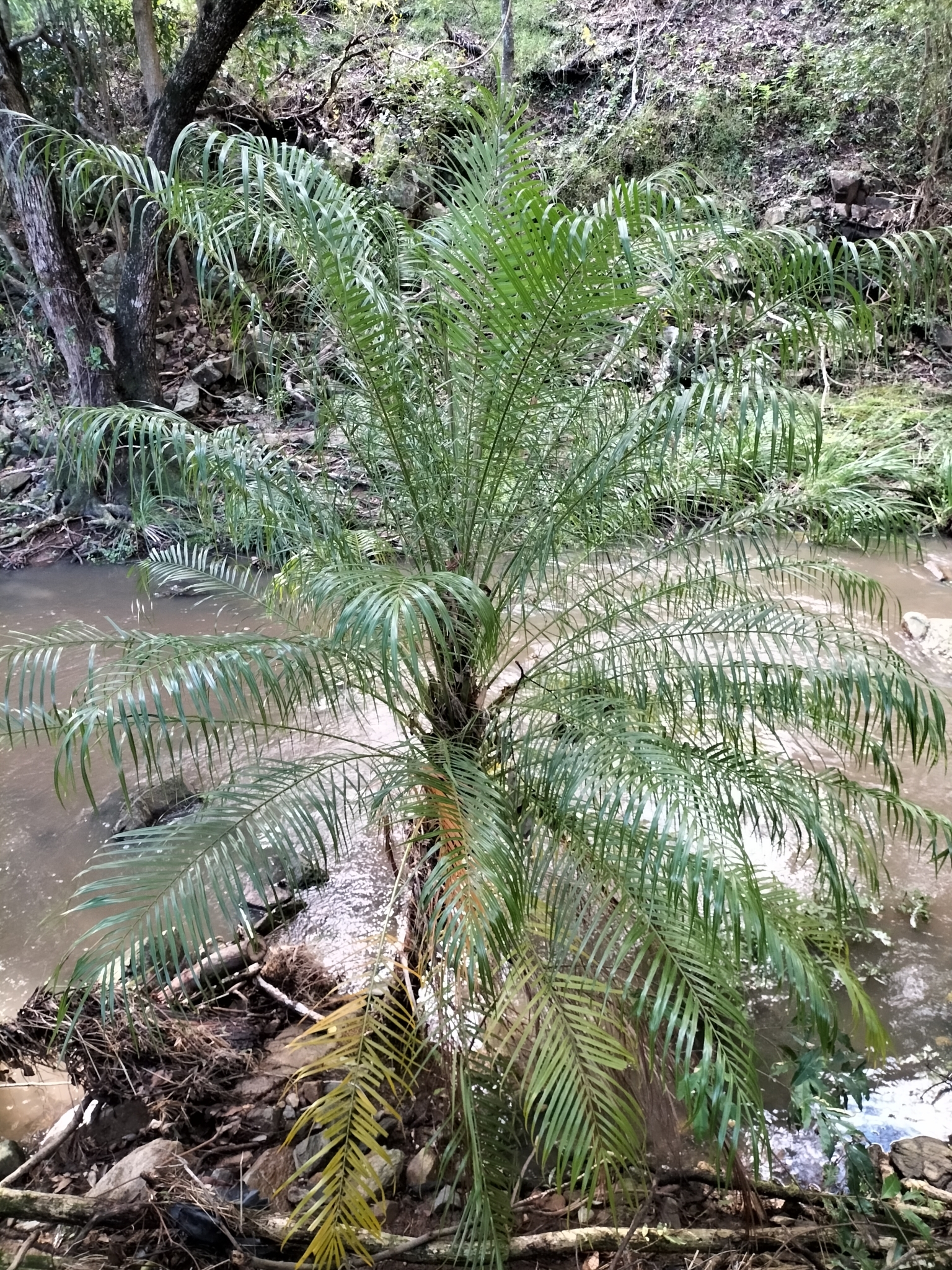 Imagem de Palmeira-dama