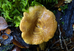 Lactarius tawai