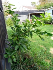 Citrus × latifolia