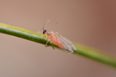 Contarinia pseudotsugae