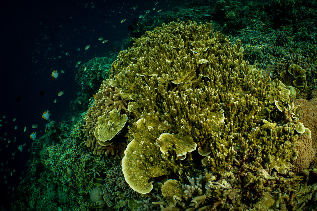 Montipora hispida from Bitung, Sulawesi Utara, Indonesien on March 22 ...