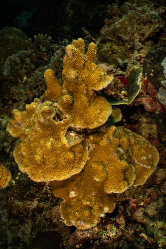 Montipora caliculata observed 2024-03-22