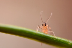 Contarinia pseudotsugae