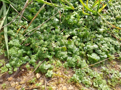 Angular Water-starwort (Callitriche cribrosa)