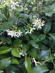 Trachelospermum