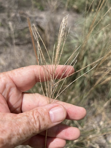 Multi-flowered False Rhodesgrass (Leptochloa pluriflora)