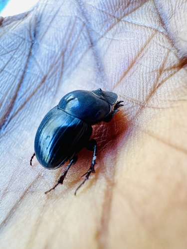 Metacatharsius inermis