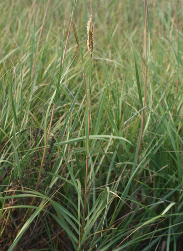 Sporobolus townsendii, 2016-04-20