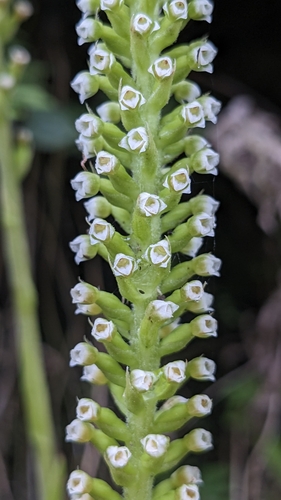 Image of Bottlebrush Orchid (Goodyera procera) by (c) Cheng-Te Hsu, some rights reserved (CC BY)