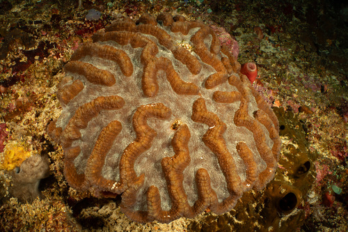 Lobophyllia valenciennesii observed 2024-03-23