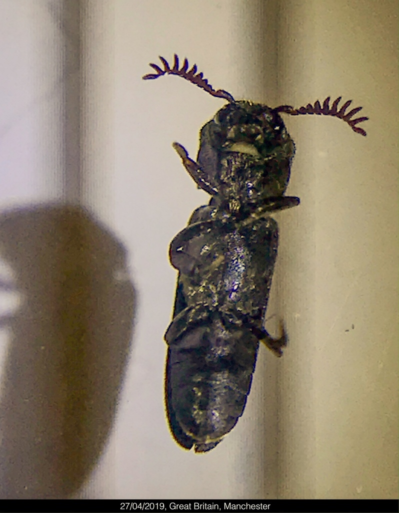 Melasis buprestoides