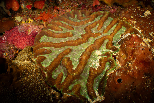 Lobophyllia valenciennesii observed 2024-03-23