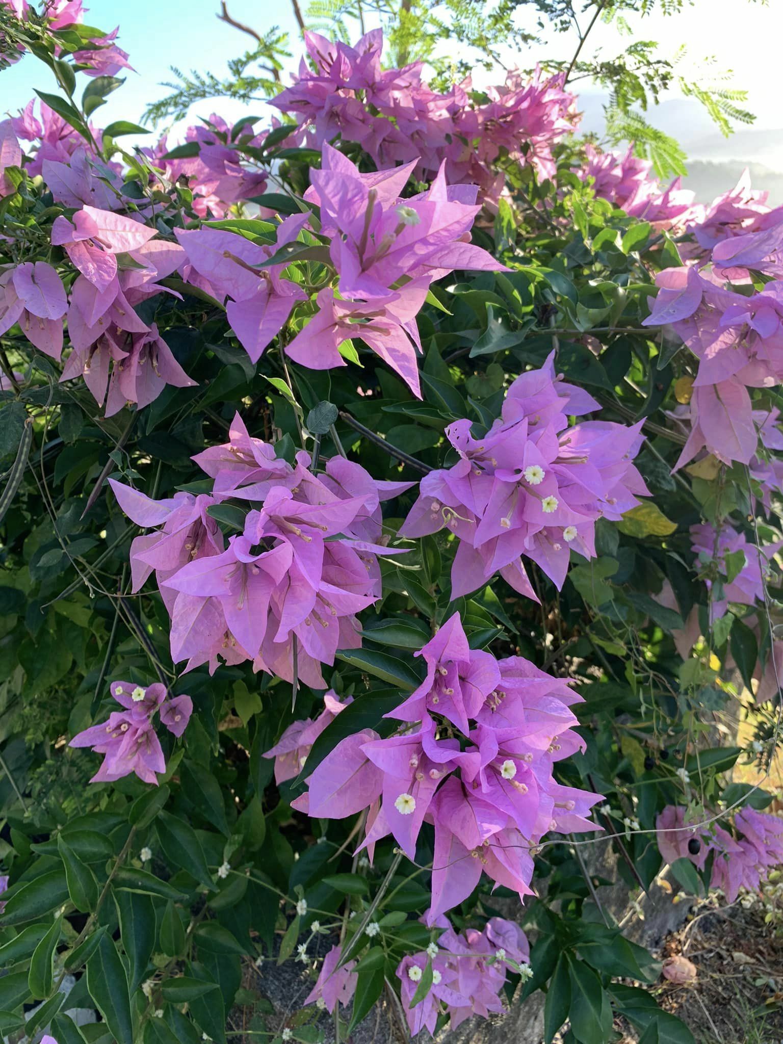 Imagem de Primavera