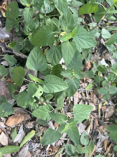 Salvia coccinea