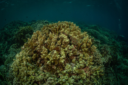 Montipora caliculata observed 2024-03-23