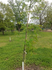 Robinia × ambigua