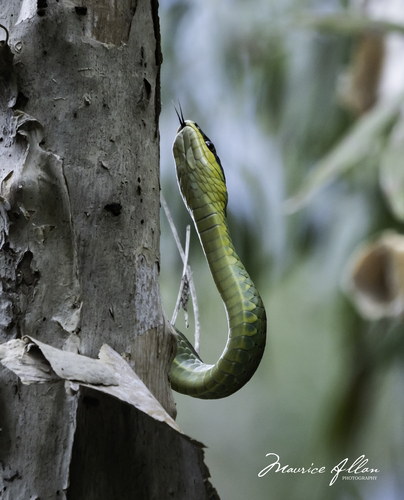 Common Tree Snake sighting