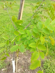 Robinia × ambigua
