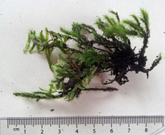 Echinodiopsis hispida