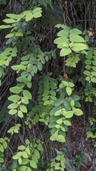 (c) Cheng-Te Hsu, some rights reserved (CC BY) Hypericum formosanum, photograph (c) Cheng-Te Hsu, some rights reserved (CC BY)