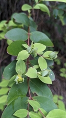 Hypericum formosanum, photograph (c) Cheng-Te Hsu, some rights reserved (CC BY)