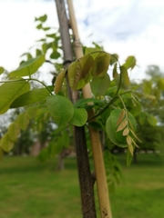 Robinia × ambigua