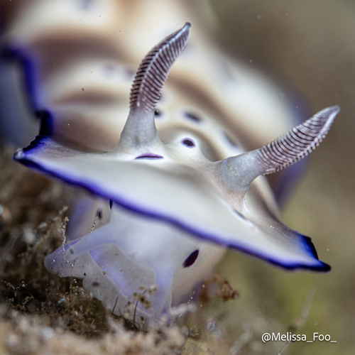 Tryon's Hypselodoris
