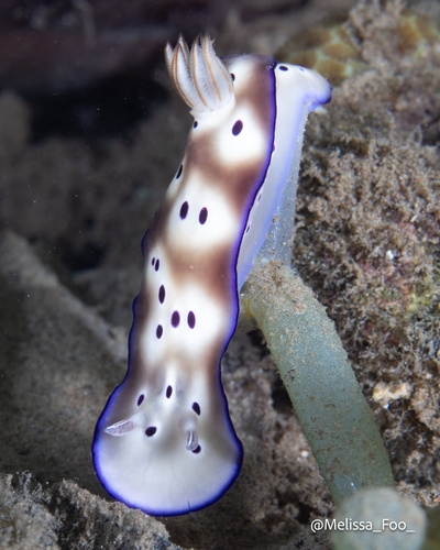 Tryon's Hypselodoris