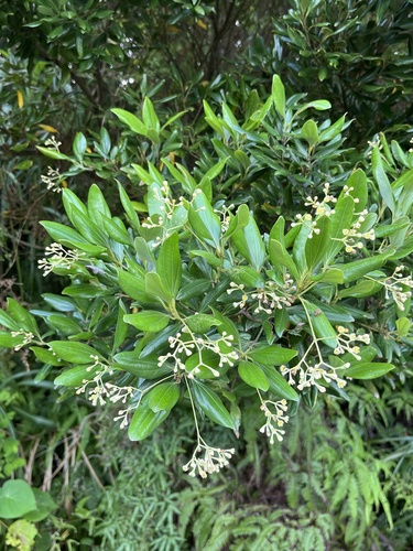 Cinnamomum doederleinii iNat (1)