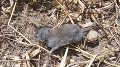 Reddish-Gray Musk Shrew photo 2