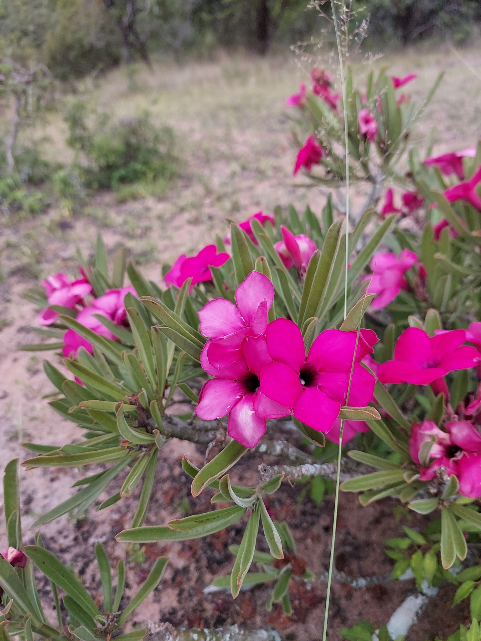 Imagem de Rosa do deserto