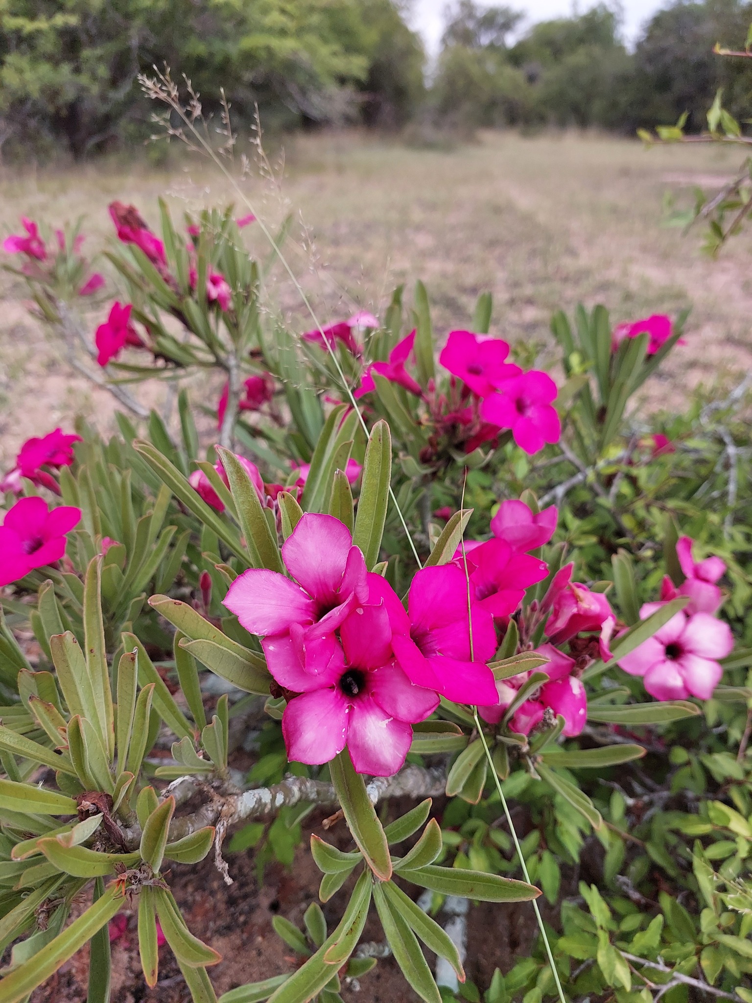 Imagem de Rosa do deserto
