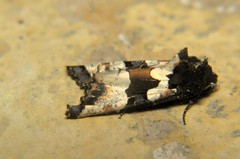 Phlogophora